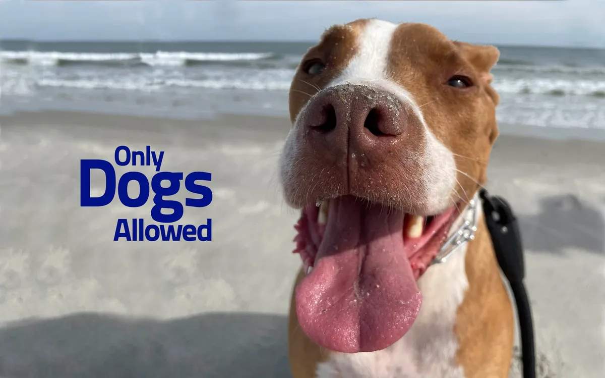 A cheerful exterior beach scene featuring a smiling dog enjoying the sandy shore, with a sunny sky and the ocean in the background. The image radiates joy and highlights the pet-friendly, family-inclusive aspect of the area.